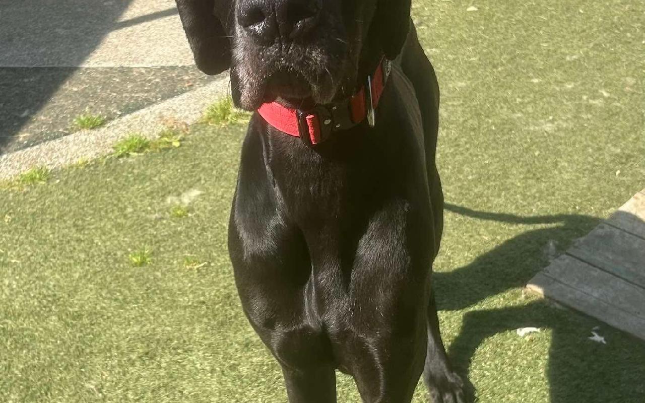 Hunter, a 5 years old male Great Dane available for adoption from Scottish SPCA in Scotland