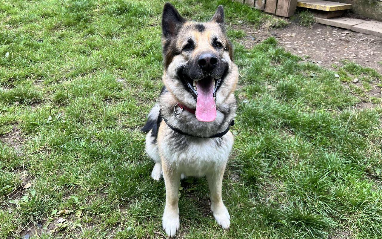 Parker, a 2 years old female German Shepherd available for adoption from Scottish SPCA in Lanarkshire ARRC, Scotland