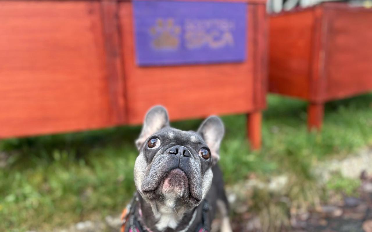 Milena, a 4 years old female French Bulldog available for adoption from Scottish SPCA in Glasgow ARRC, Scotland