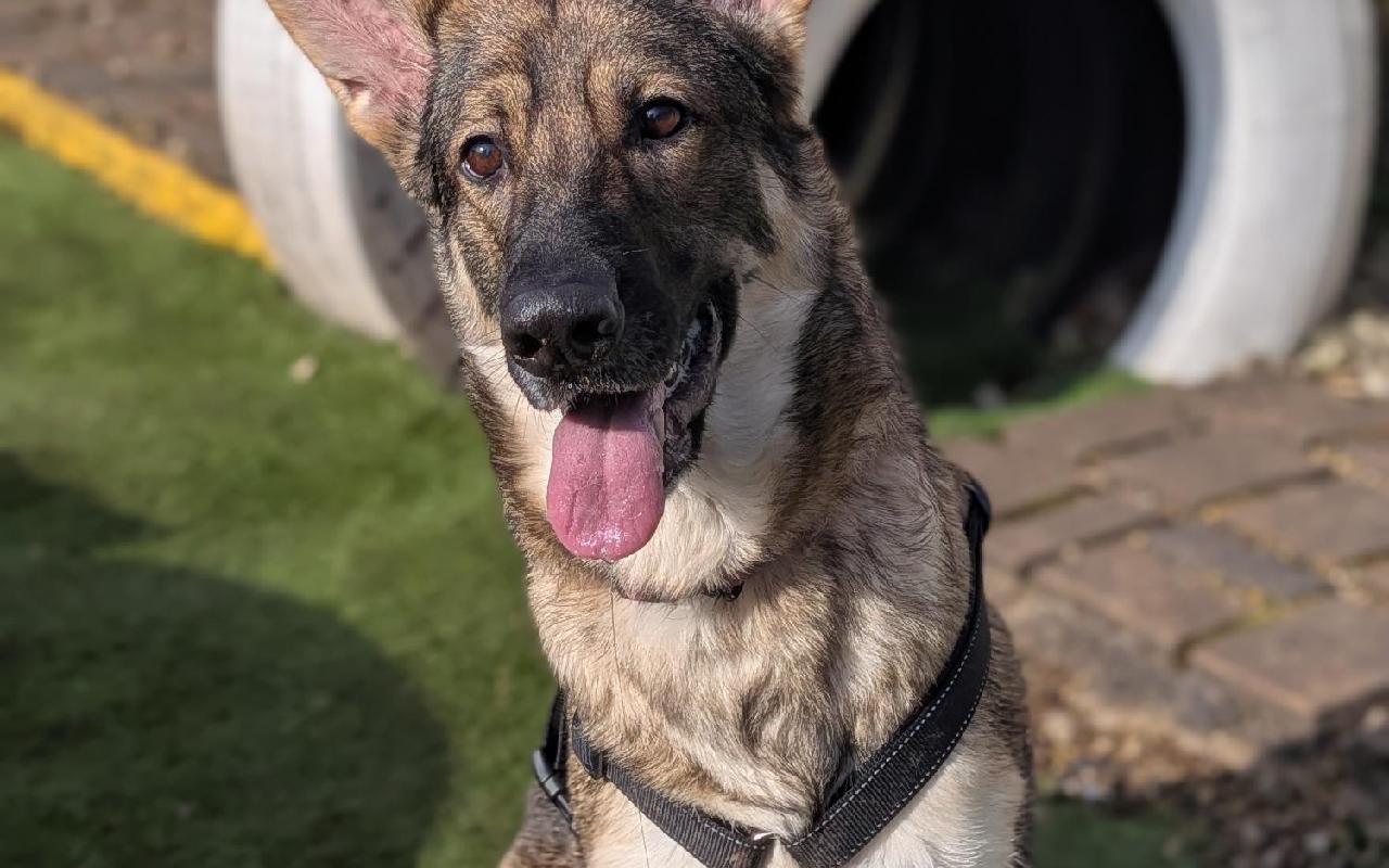 Lilly, a 2 years old female German Shepherd available for adoption from Scottish SPCA in Dunbartonshire and West Scotland, Scotland