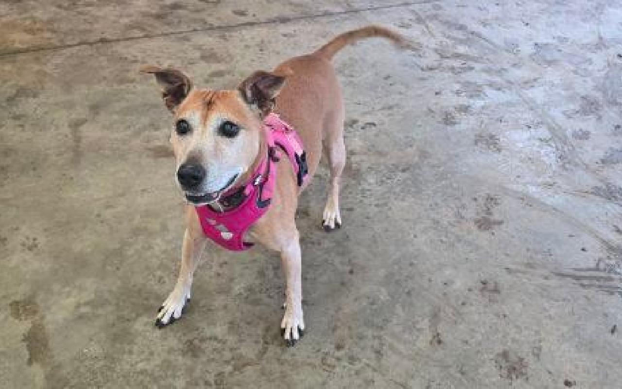 Duchess, a 13 years old female Staffordshire Bull Terrier available for adoption from Scottish SPCA in Lanarkshire, Scotland