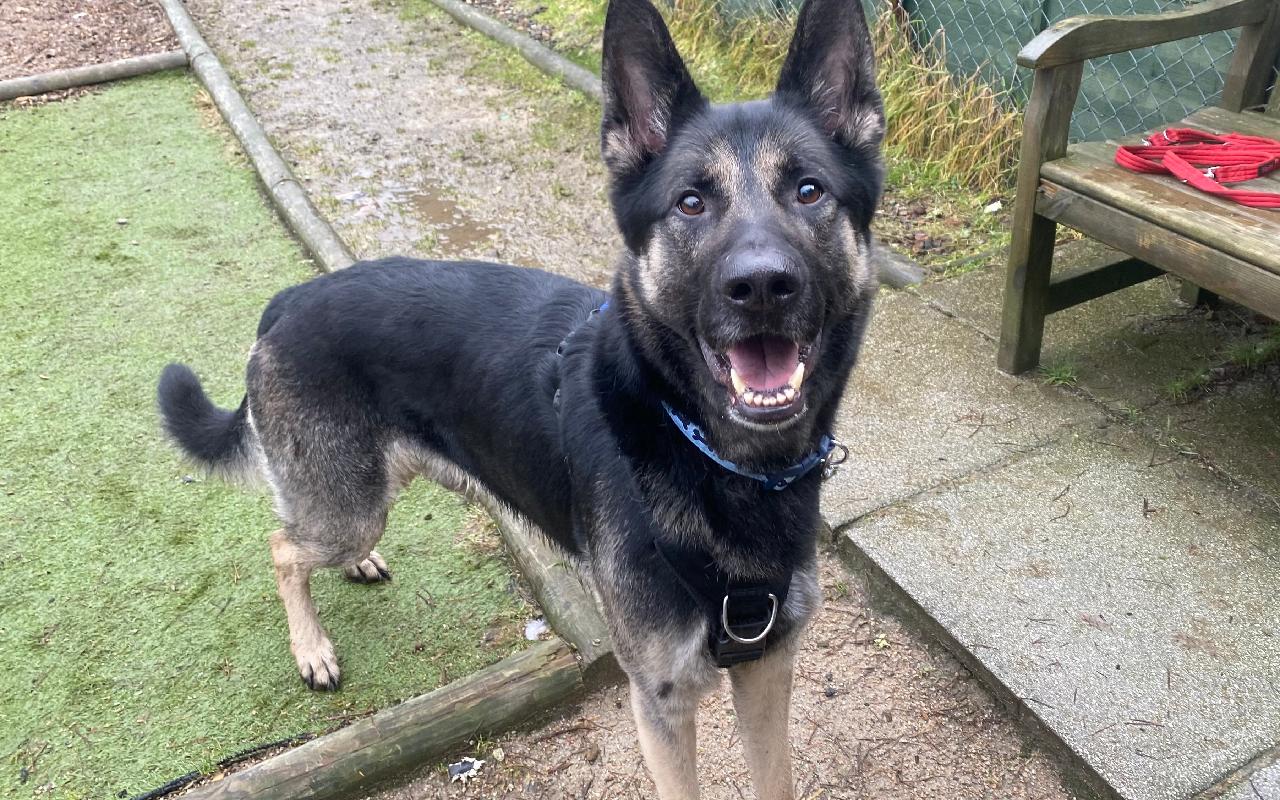 Rocko, a 6 years old male German Shepherd available for adoption from Scottish SPCA in Aberdeenshire, Scotland