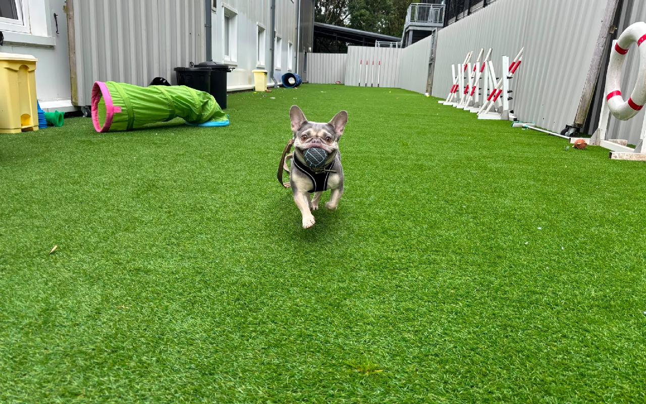 Cora, a 7 years old female French Bulldog available for adoption from Scottish SPCA in Scotland