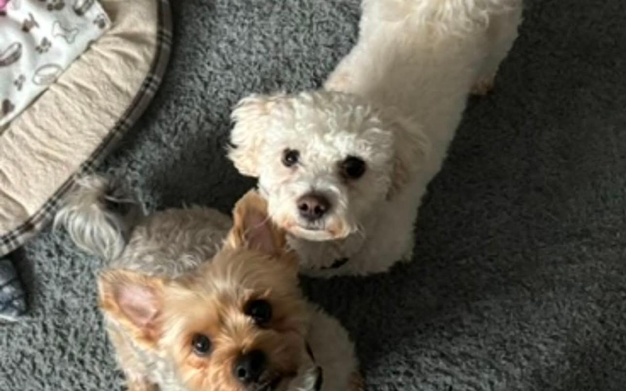 Daisy & Trevor, a 12 years old female Crossbreed available for adoption from Scottish SPCA in Scotland