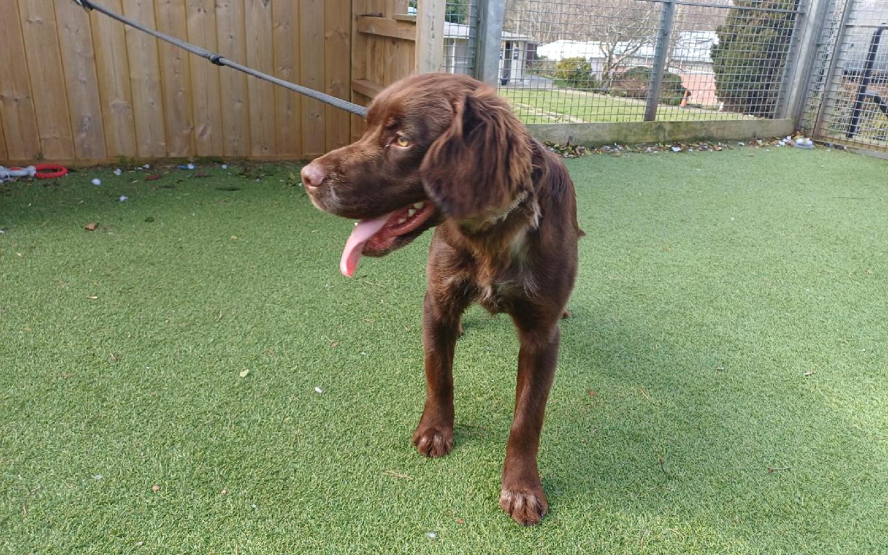 Bailey, a 11 years old female Cavalier King Charles Spaniel available for adoption from Scottish SPCA in Scotland