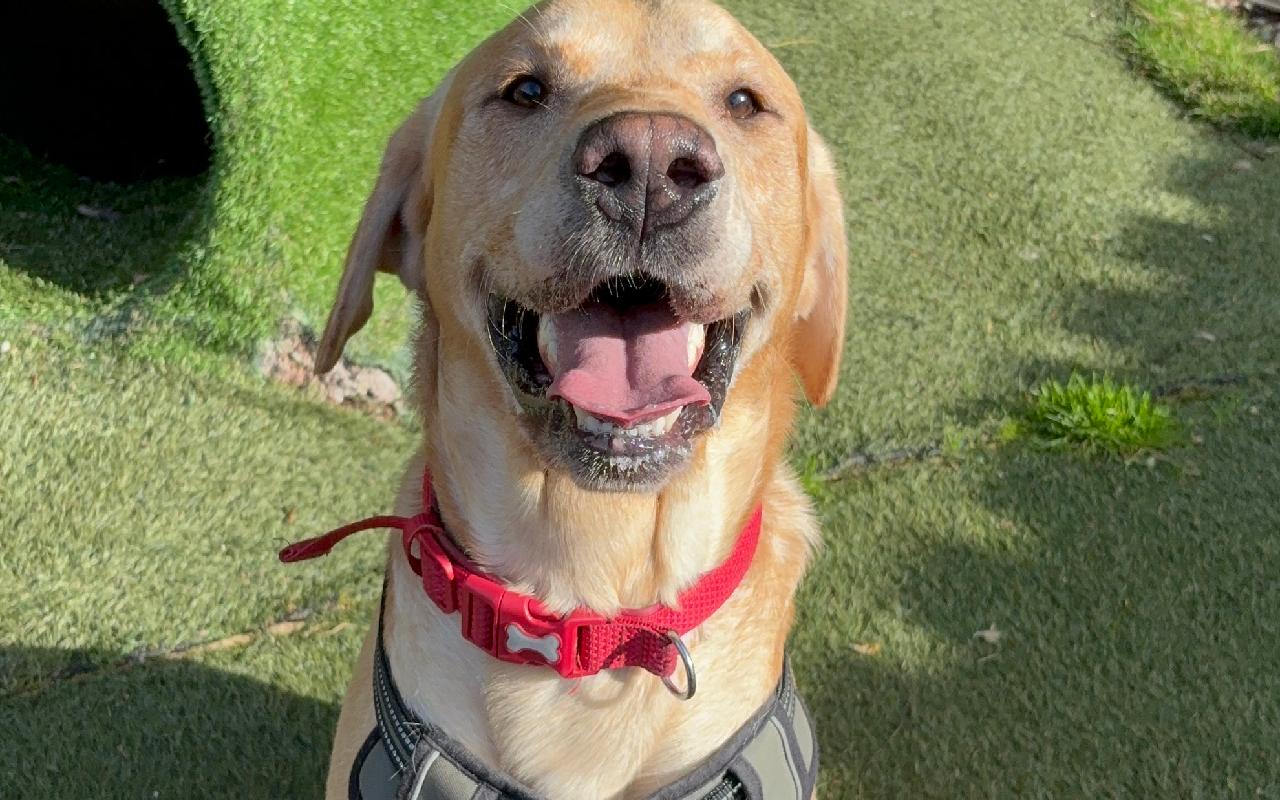 Milo, a 2 years old male Labrador available for adoption from Scottish SPCA in Scotland