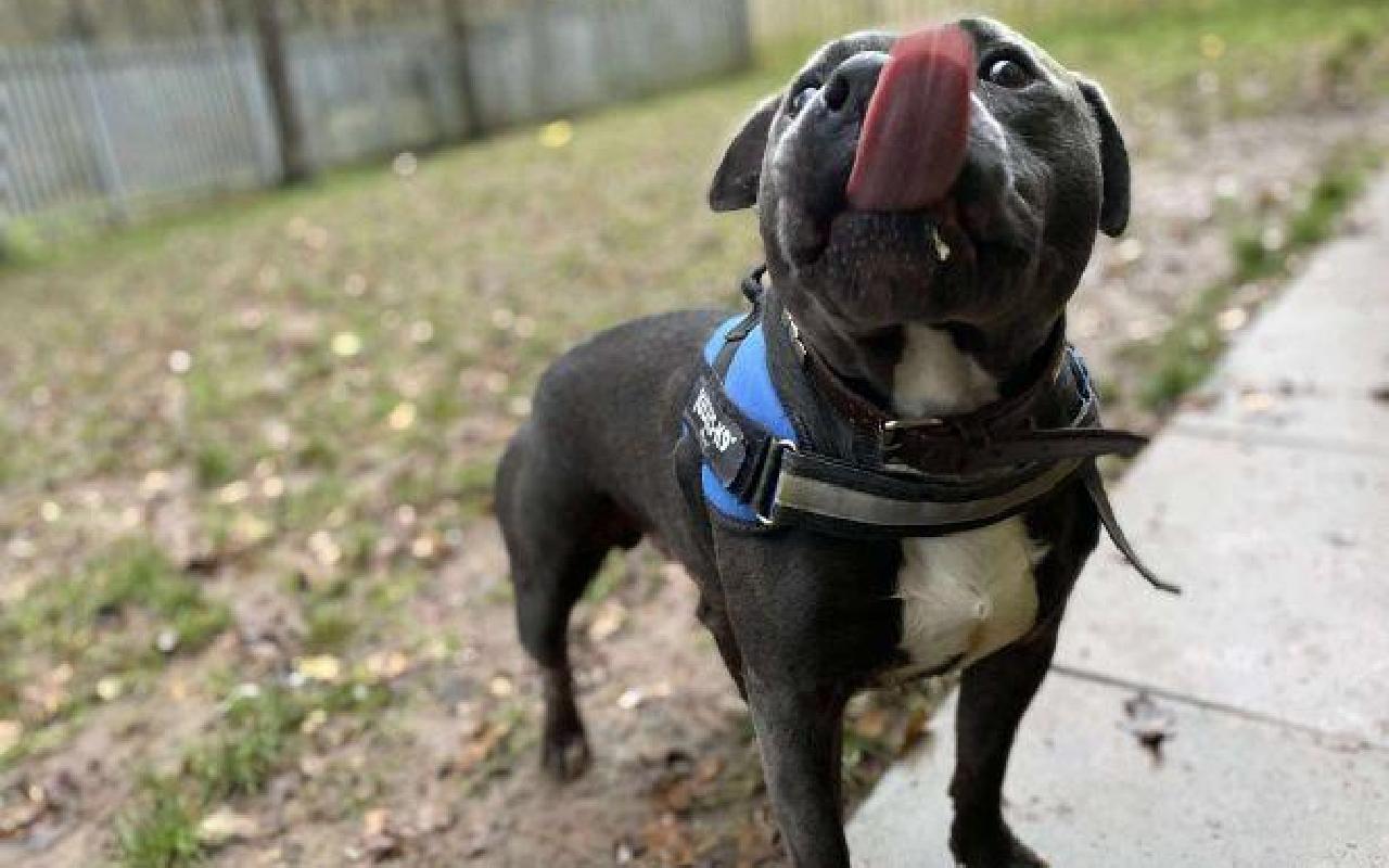 Oscar, a 4 years old male Staffordshire Bull Terrier available for adoption from Scottish SPCA in Lanarkshire ARRC, Scotland
