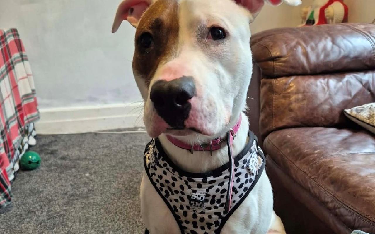 Beau, a 1 year old female Staffordshire Bull Terrier available for adoption from Scottish SPCA in Glasgow, Scotland