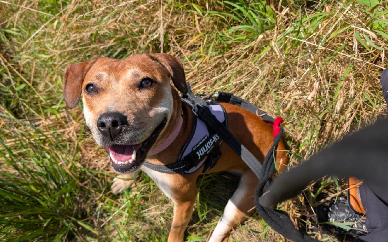 Cali, a 2 years old female Staffordshire Bull Terrier available for adoption from Scottish SPCA in Scotland