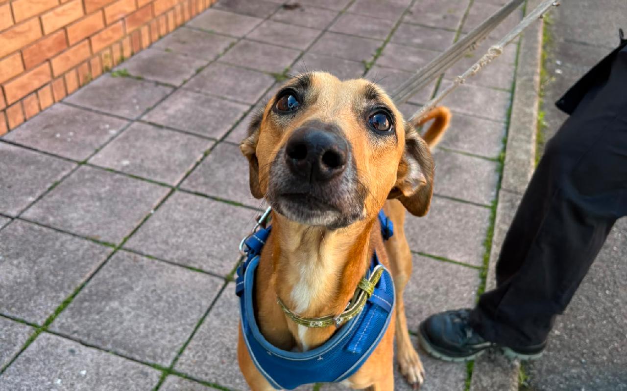 Stella, a 4 years old female Lurcher available for adoption from Scottish SPCA in Scotland