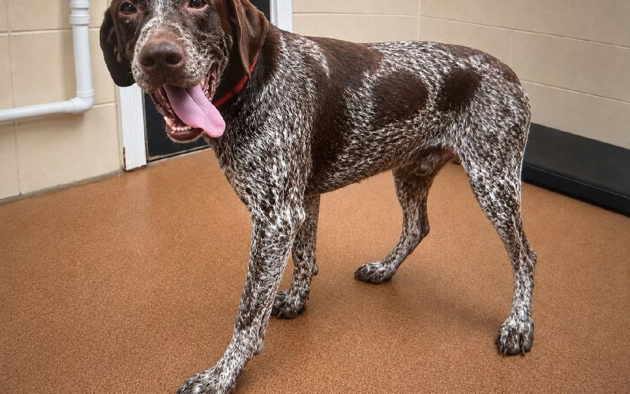 Wilfred, a 7 years old male Pointer available for adoption from Scottish SPCA in Scotland