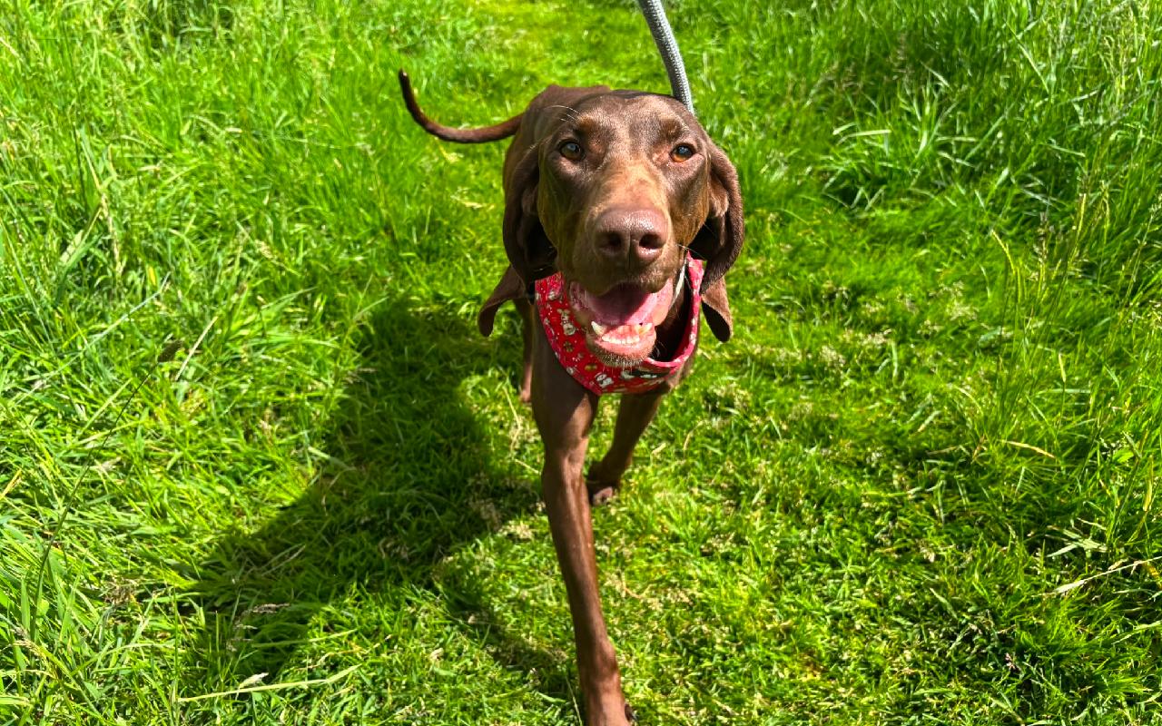 Angela, a 1 year old female Pointer available for adoption from Scottish SPCA in Scotland