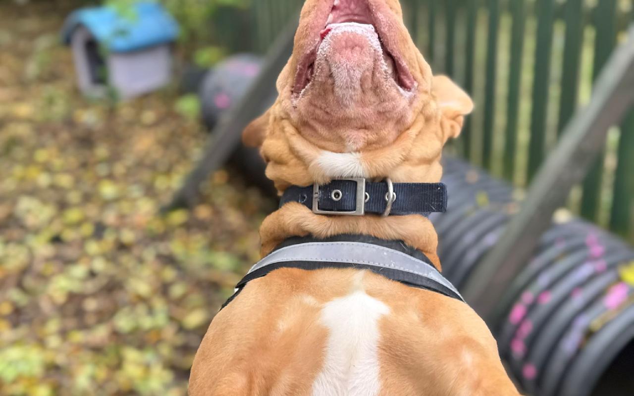 Sora, a 3 years old female Shar Pei available for adoption from Scottish SPCA in Dunbartonshire and West Scotland, Scotland