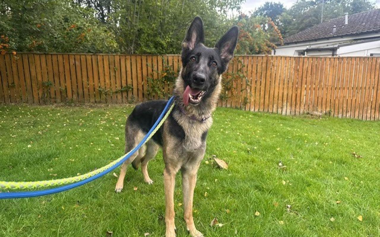 Maya, a 2 years old female German Shepherd available for adoption from Scottish SPCA in Scotland