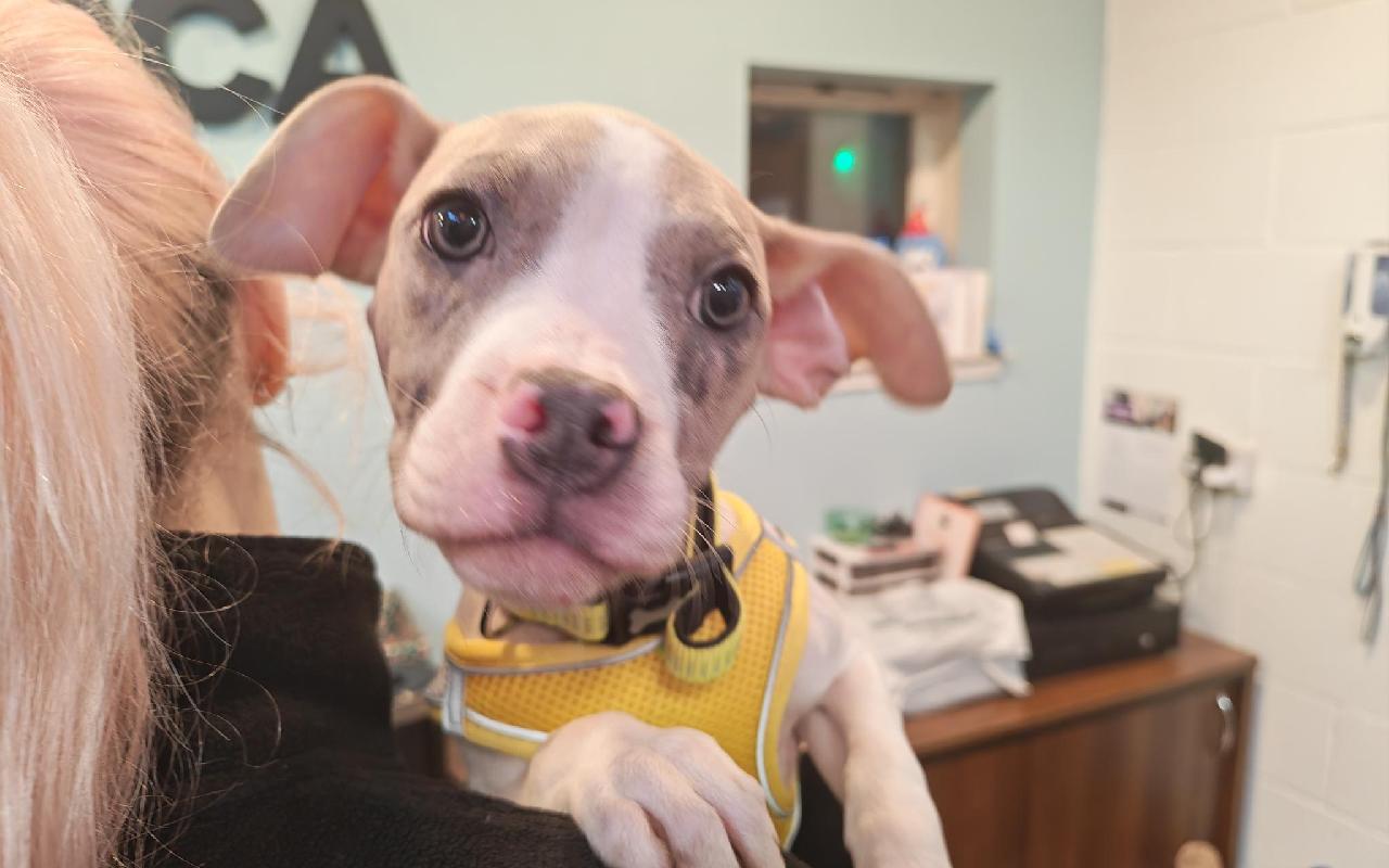 Florence, a 4 years old female Staffordshire Bull Terrier available for adoption from Scottish SPCA in Dunbartonshire and West Scotland ARRC, Scotland