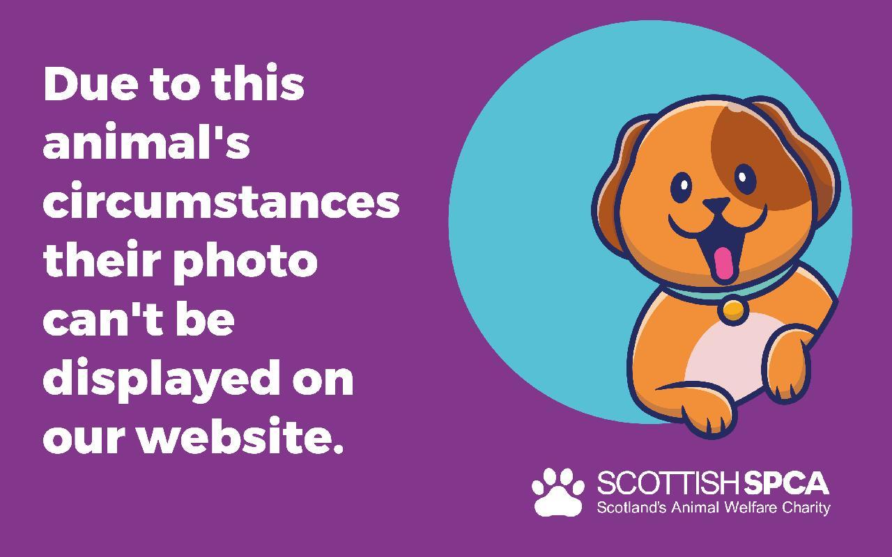 Eva, a 4 years old female Labrador available for adoption from Scottish SPCA in Aberdeenshire ARRC, Scotland