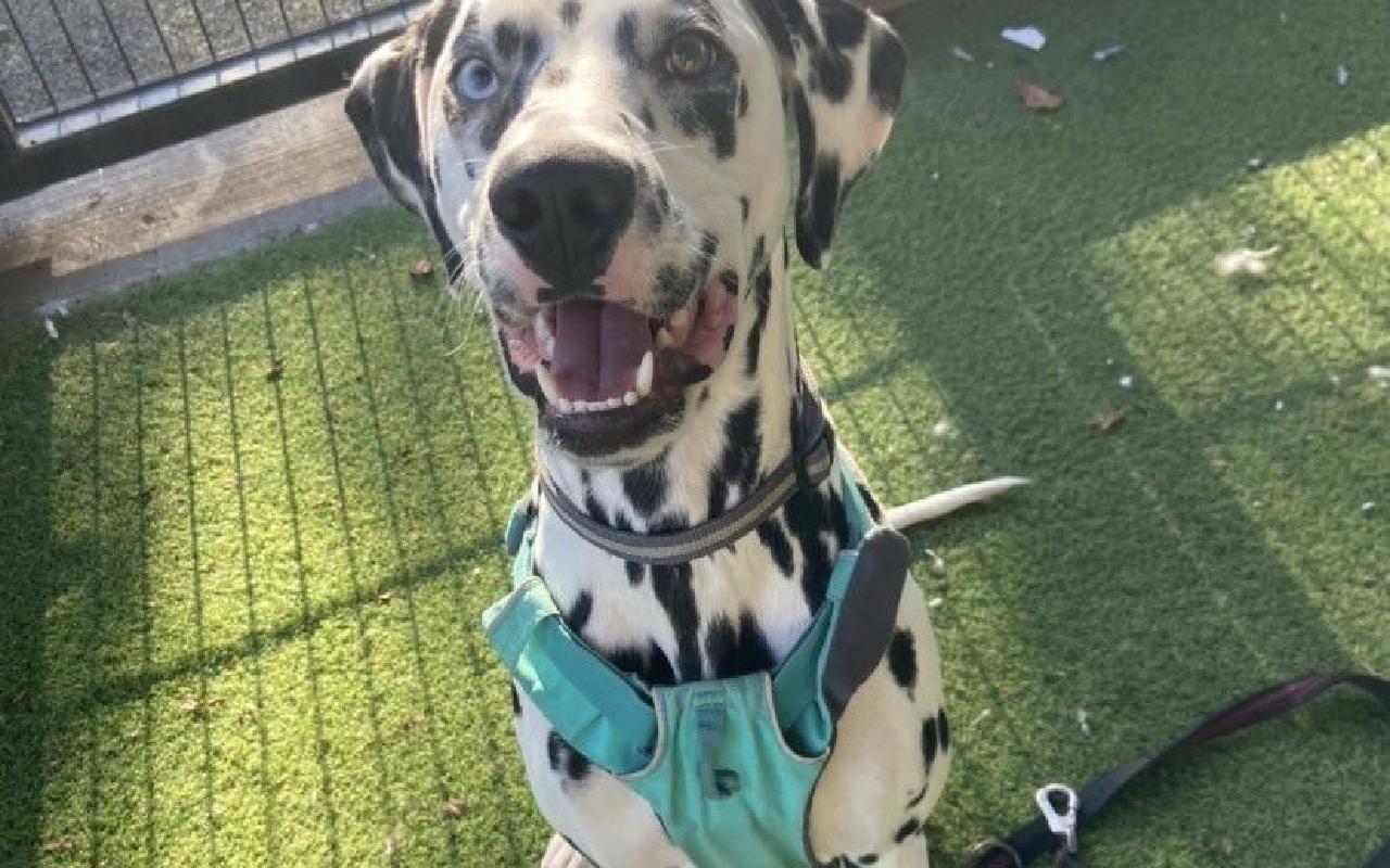 Bowie, a 1 year old male Dalmatian available for adoption from Scottish SPCA in Lanarkshire ARRC, Scotland