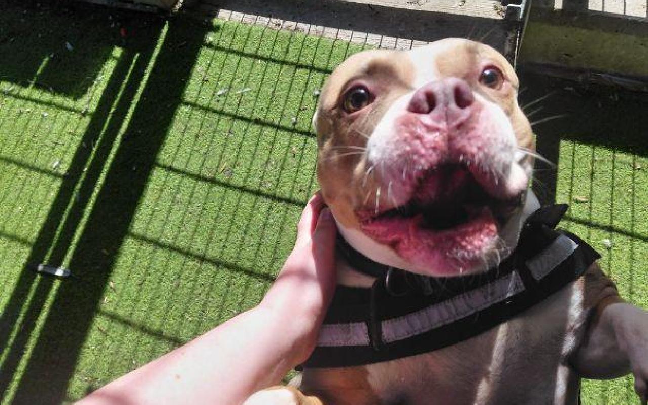 Calla, a 4 years old female Staffordshire Bull Terrier available for adoption from Scottish SPCA in Scotland