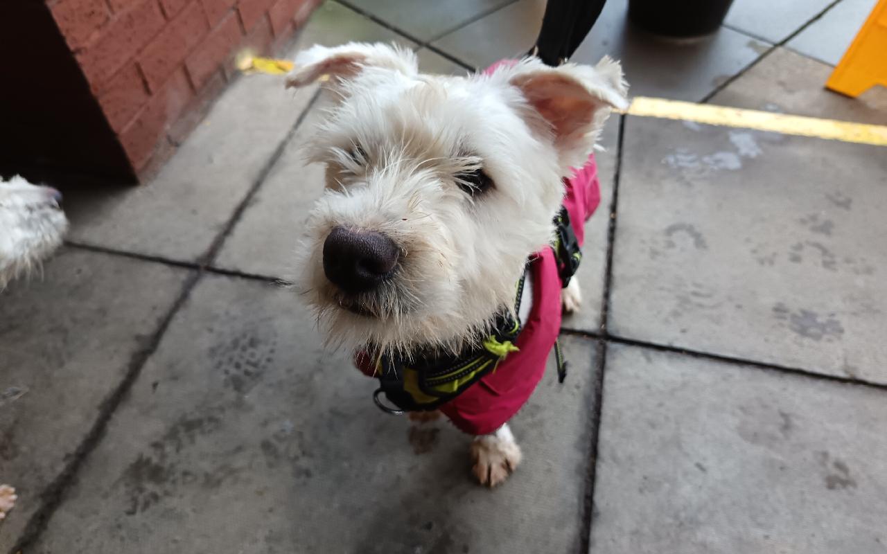 Bruce And Donald, a 10 months old male West Highland White Terrier available for adoption from Scottish SPCA in Dunbartonshire and West Scotland ARRC, Scotland