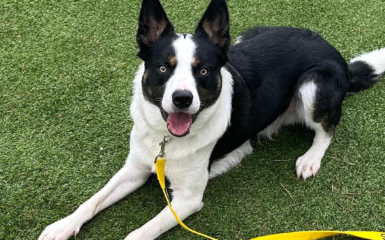 Tarzan, a 2 years old male Border Collie available for adoption from Scottish SPCA in Edinburgh and Lothians ARRC, Scotland