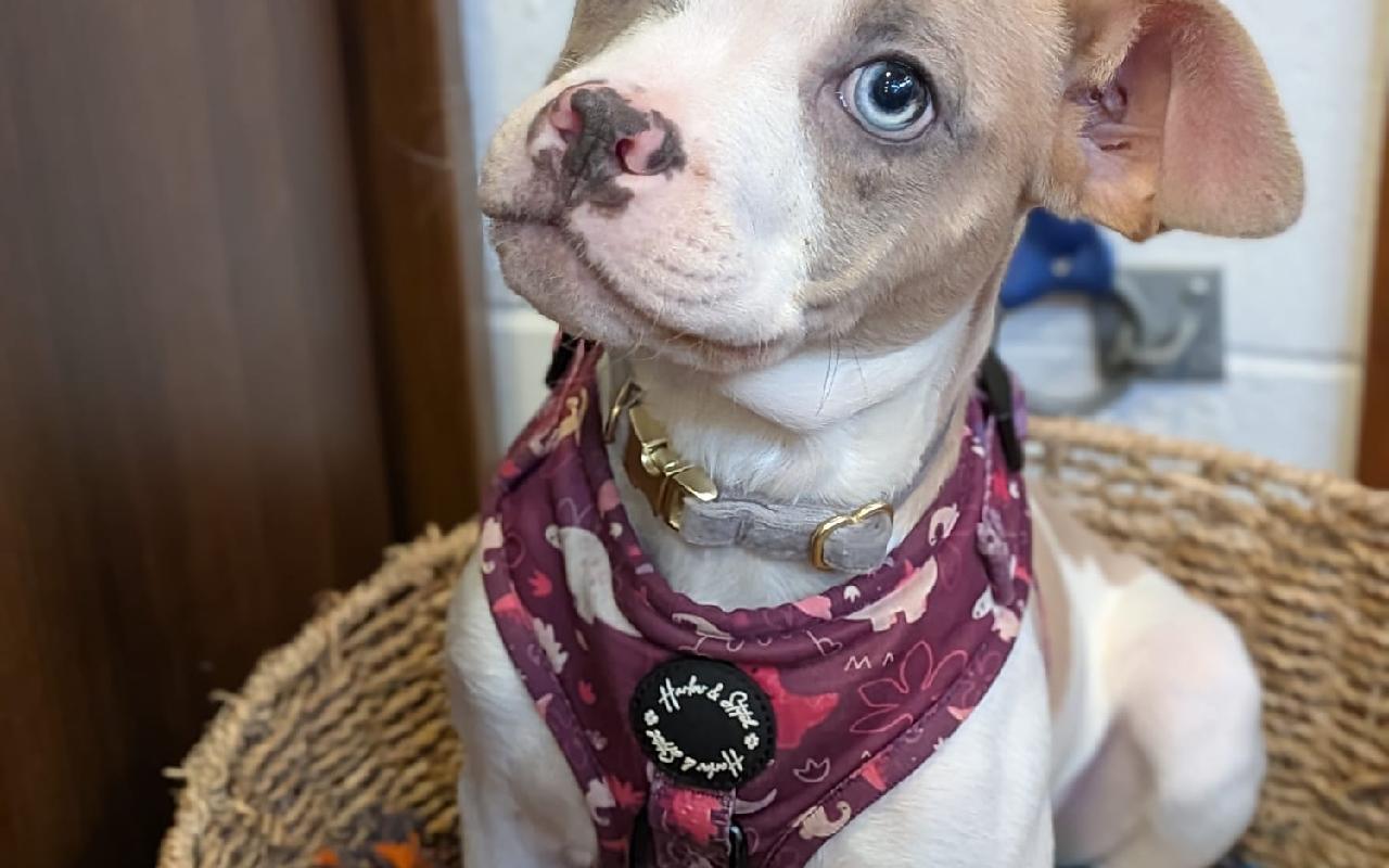 Sinad, a 5 years old female Staffordshire Bull Terrier available for adoption from Scottish SPCA in Dunbartonshire and West Scotland ARRC, Scotland