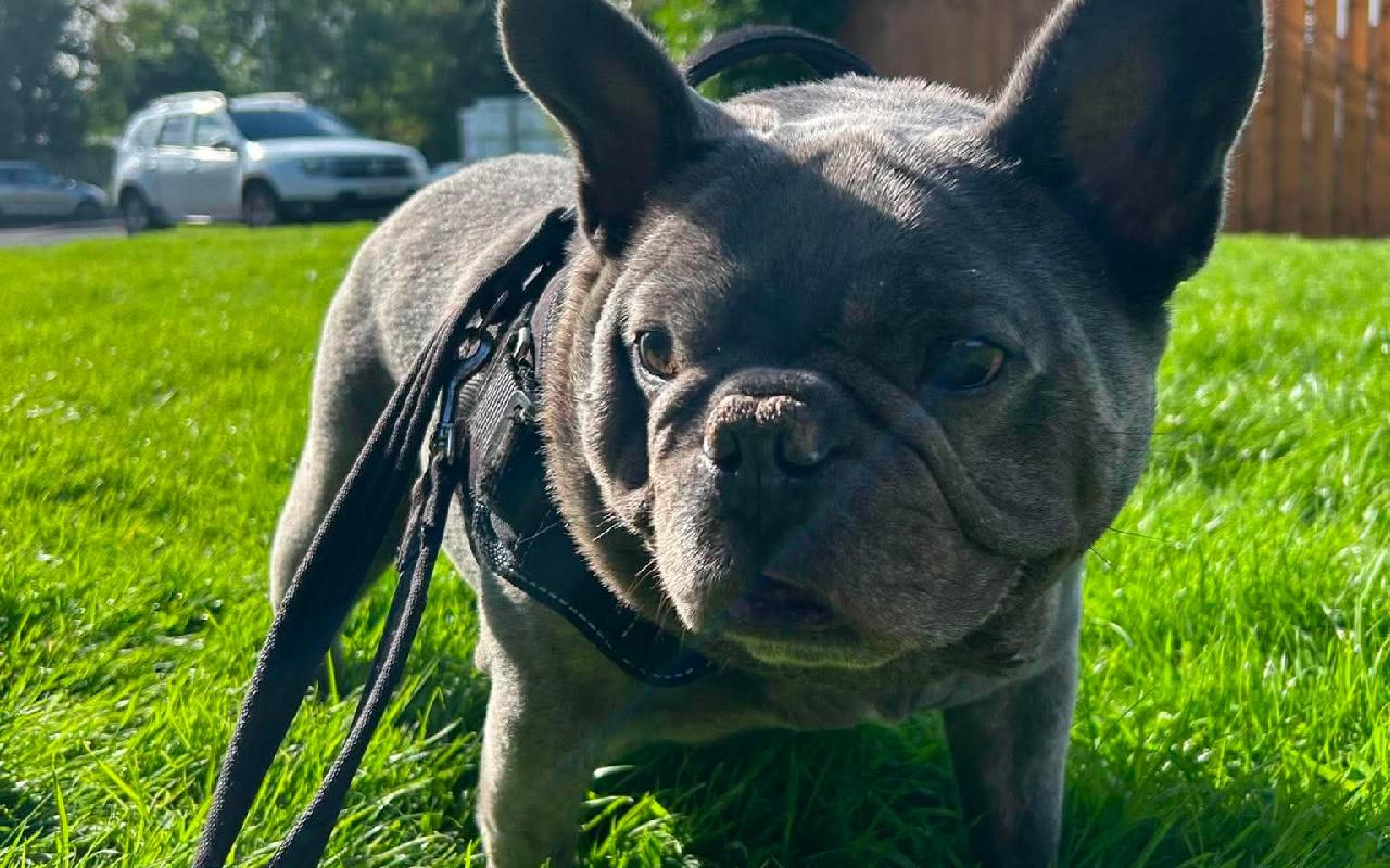 Rocco, a 9 years old male French Bulldog available for adoption from Scottish SPCA in Scotland