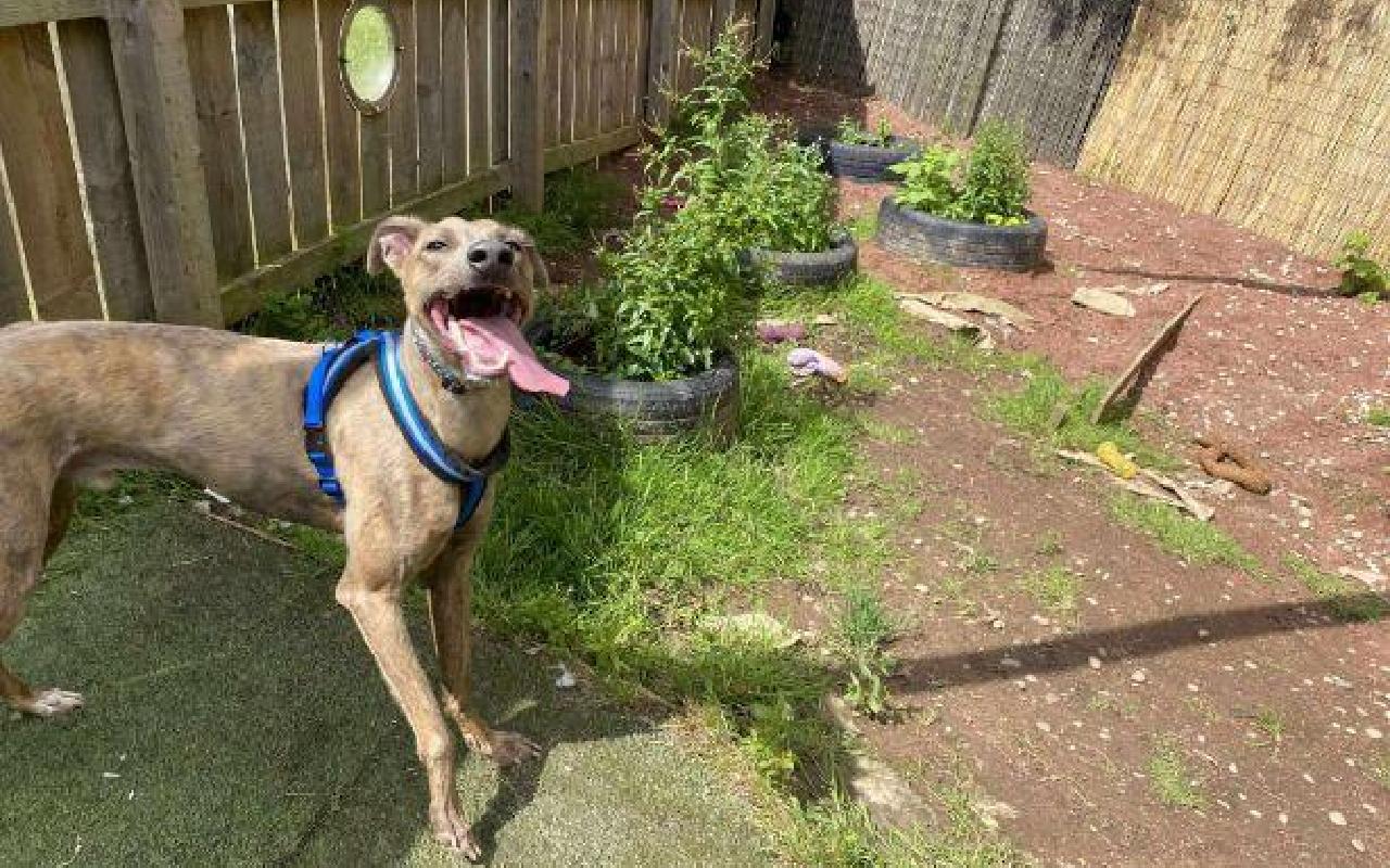 Pablo, a 1 year old male Greyhound available for adoption from Scottish SPCA in Lanarkshire ARRC, Scotland