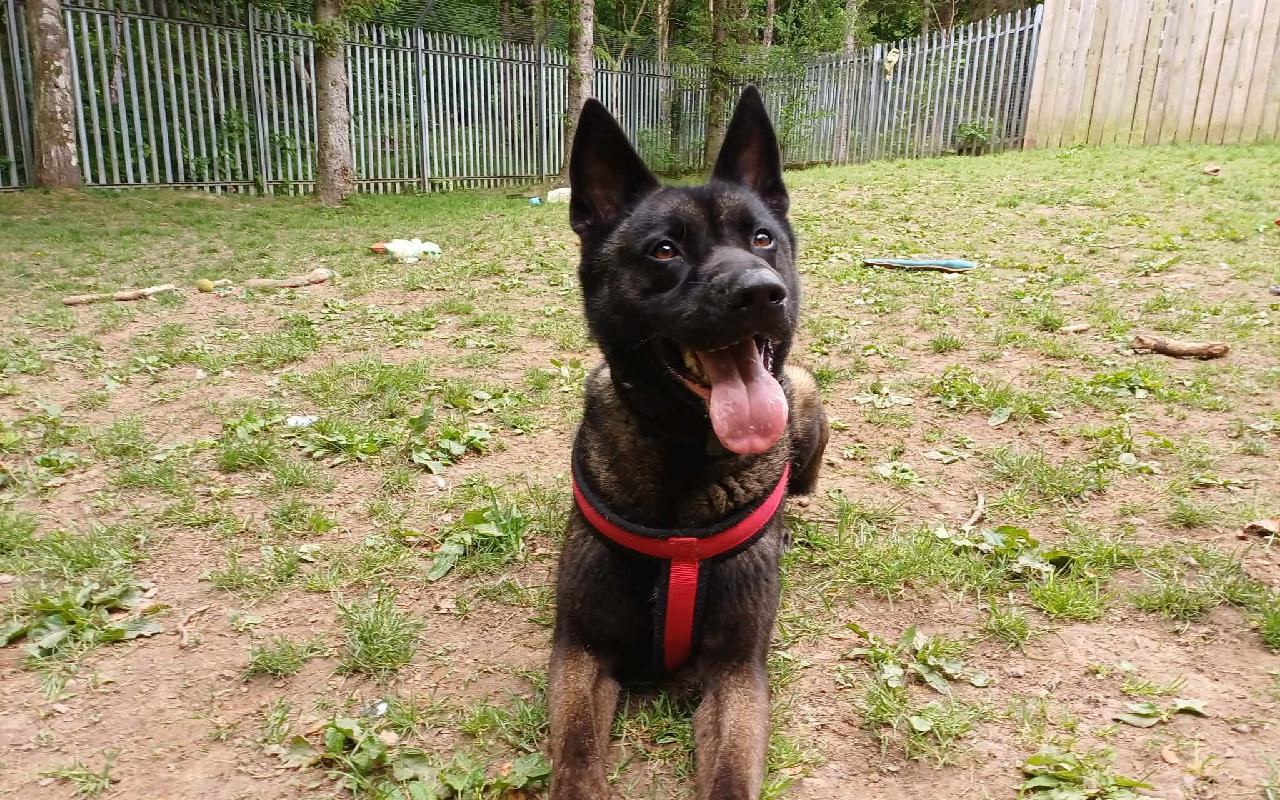 Tommy, a 3 years old male Belgian Shepherd X Belgian Malinois available for adoption from Scottish SPCA in Scotland