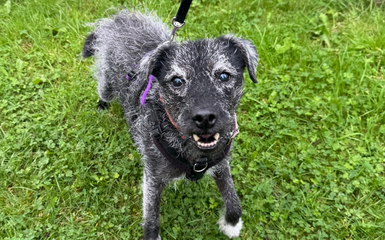 Tyro, a 9 years old male Patterdale Terrier available for adoption from Scottish SPCA in Scotland
