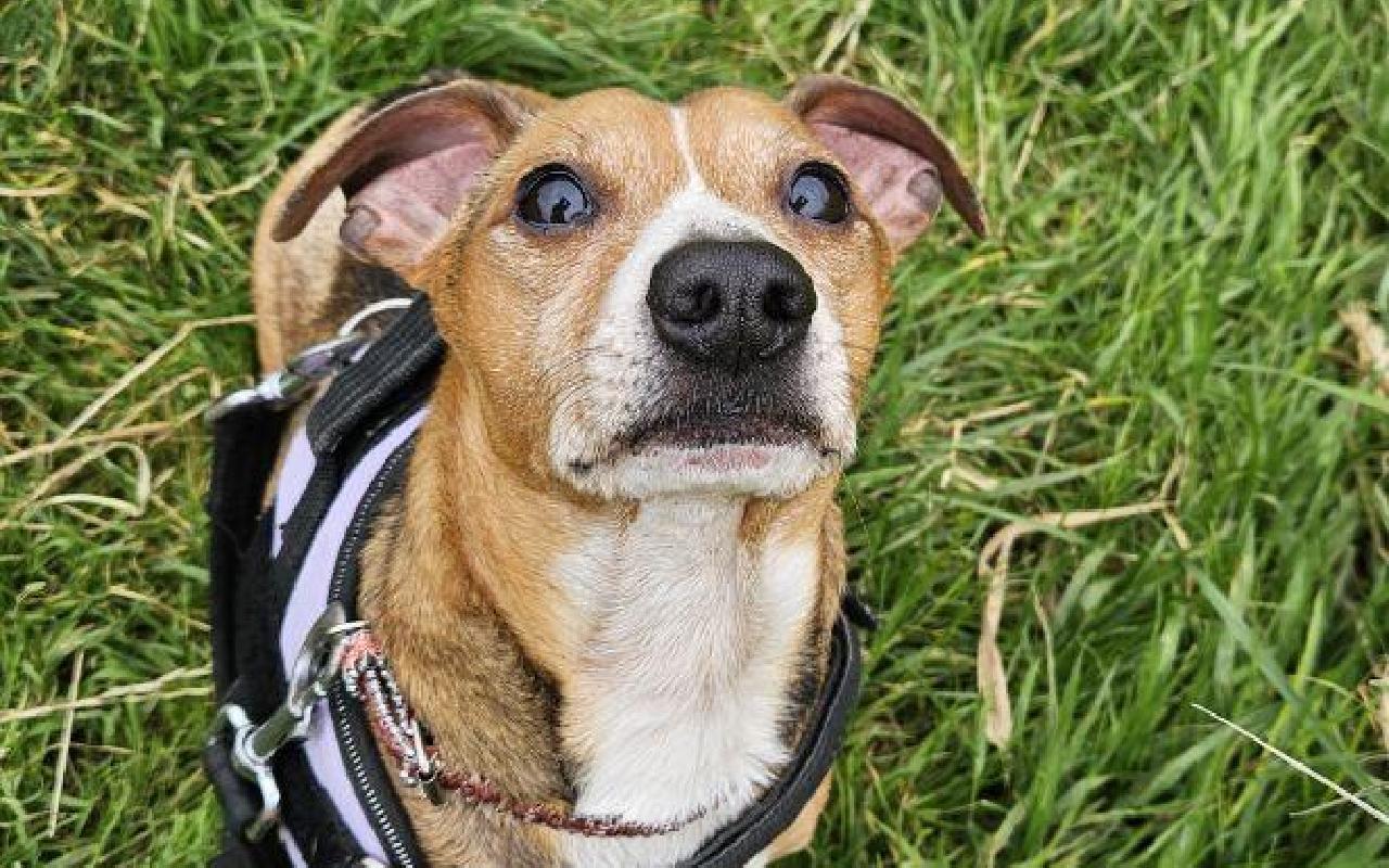Tyson, a 11 years old male Jack Russell Terrier available for adoption from Scottish SPCA in Scotland