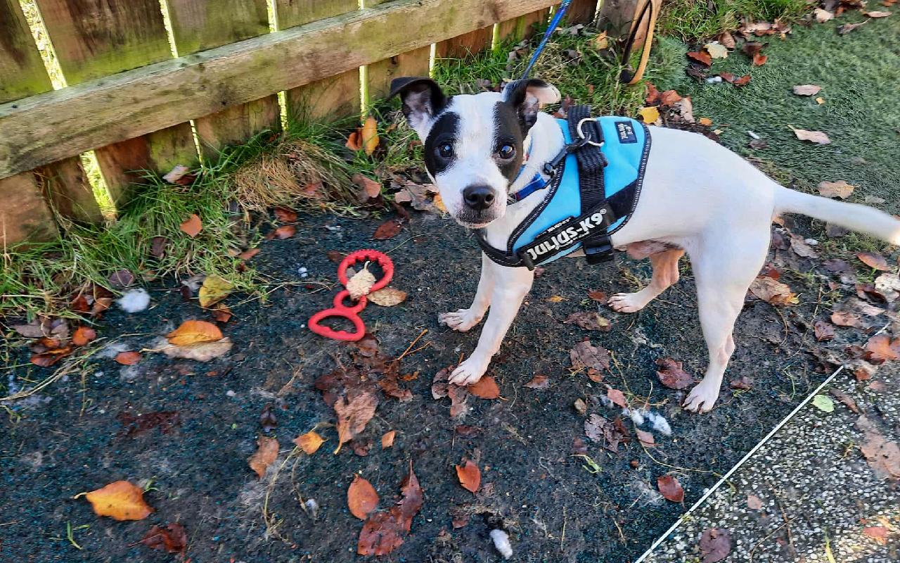 Lenny, a 1 year old male Jack Russell Terrier available for adoption from Scottish SPCA in Lanarkshire ARRC, South Lanarkshire