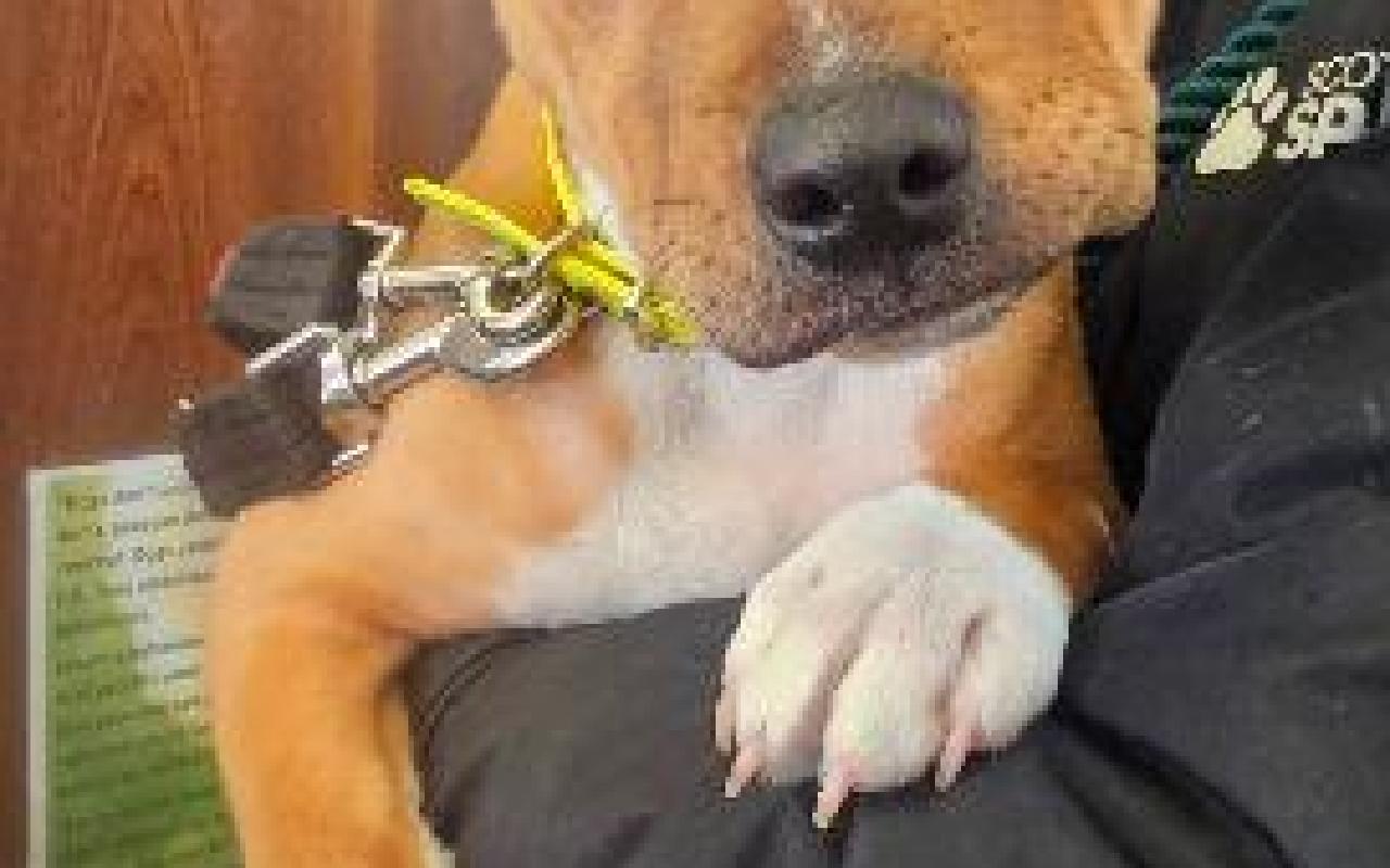 Angel, a 4 years old female Staffordshire Bull Terrier available for adoption from Scottish SPCA in Edinburgh and Lothians, Scotland
