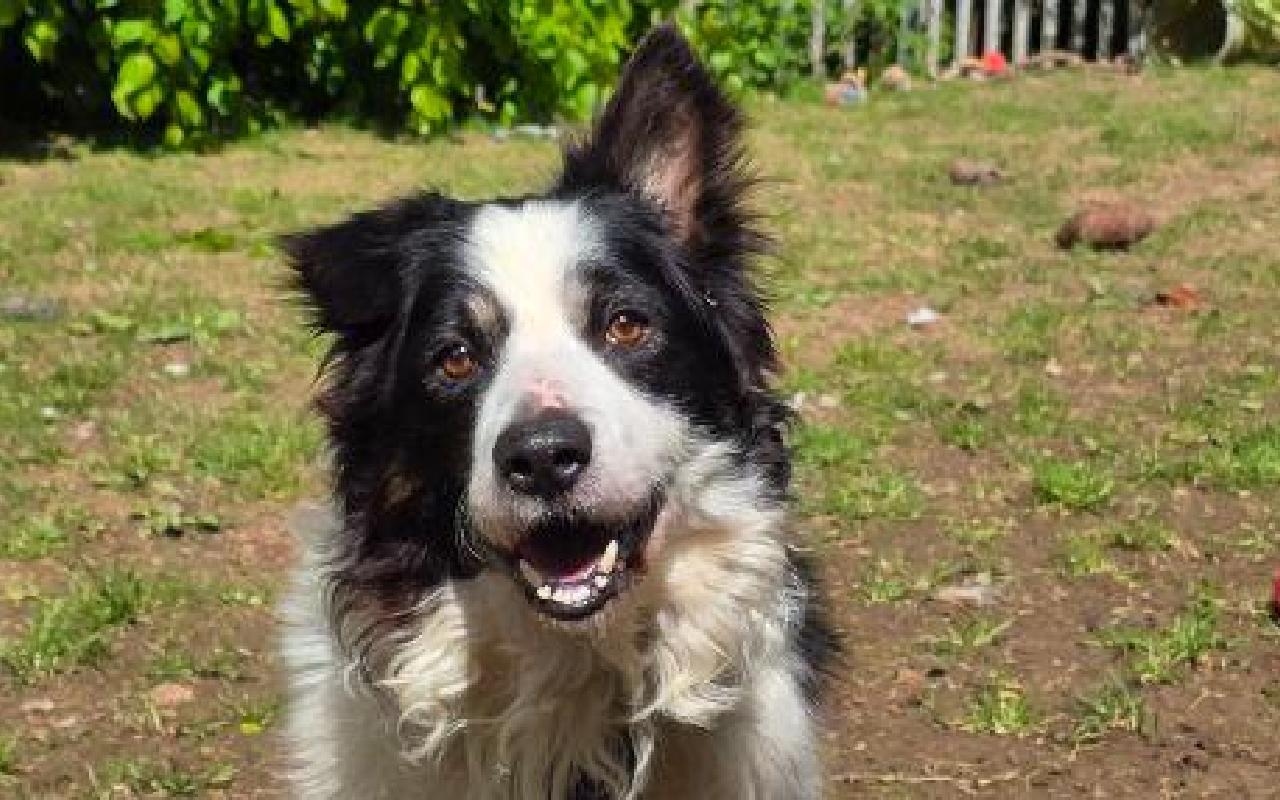 Bailey, a 6 years old male Border Collie available for adoption from Scottish SPCA in Scotland