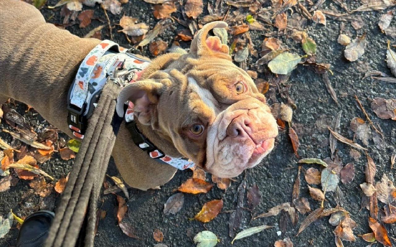 Barbara, a 4 years old female Bulldog available for adoption from Scottish SPCA in Scotland
