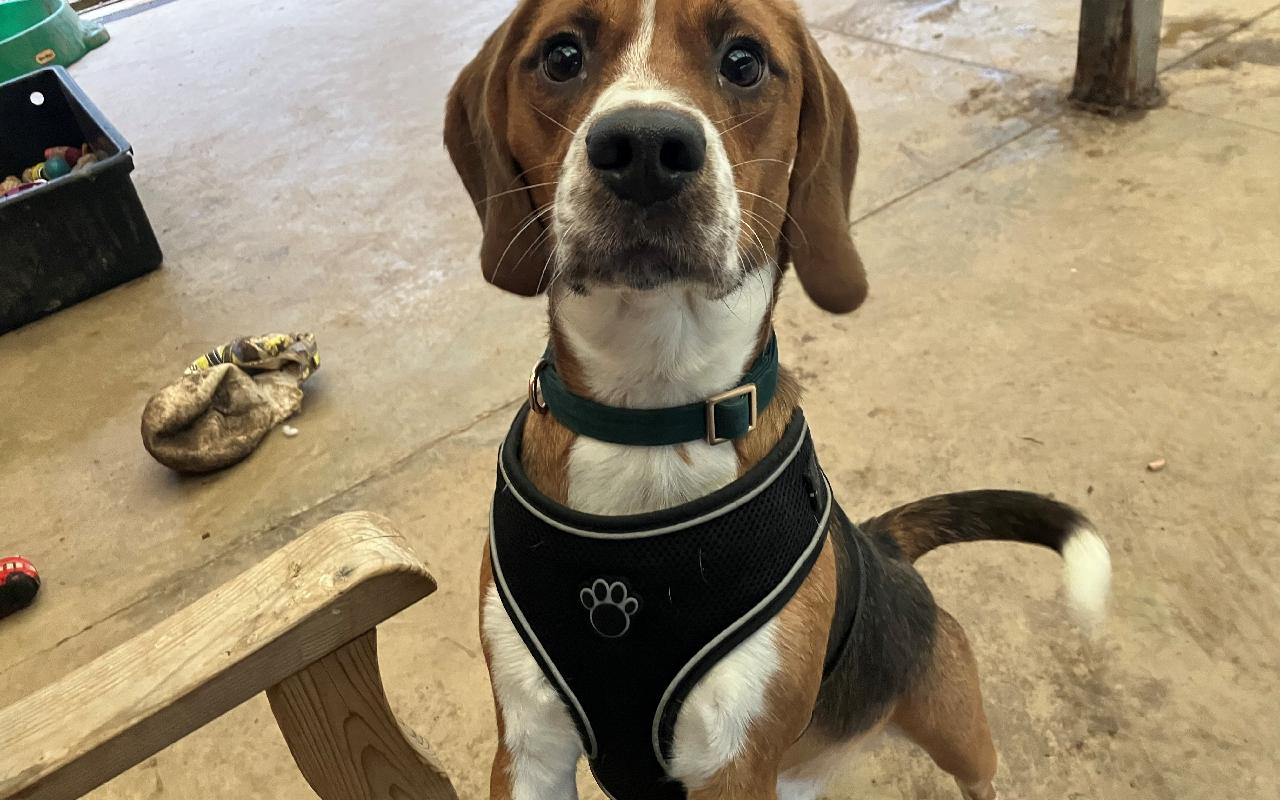 Baxter, a 10 years old male Beagle available for adoption from Scottish SPCA in Lanarkshire ARRC, Scotland
