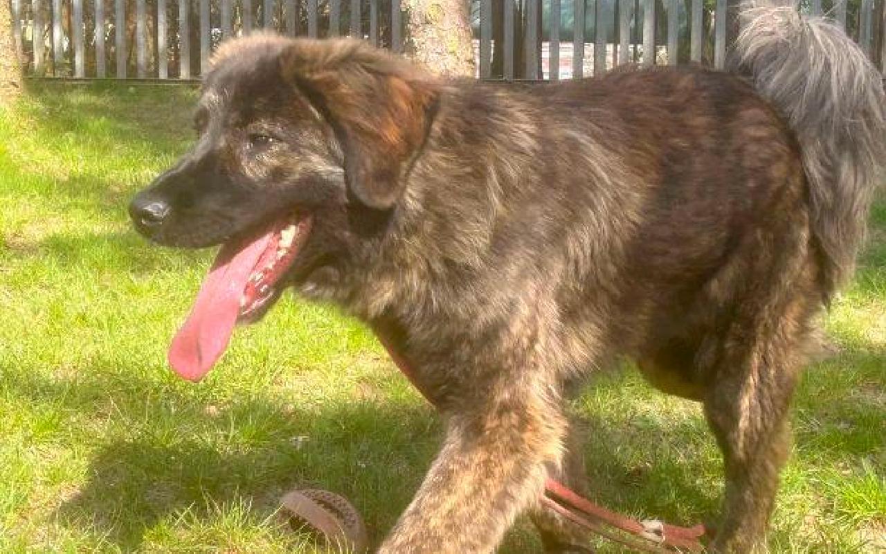 Alphie, a 2 years old male Caucasian Shepherd available for adoption from Scottish SPCA in Lanarkshire ARRC, Scotland