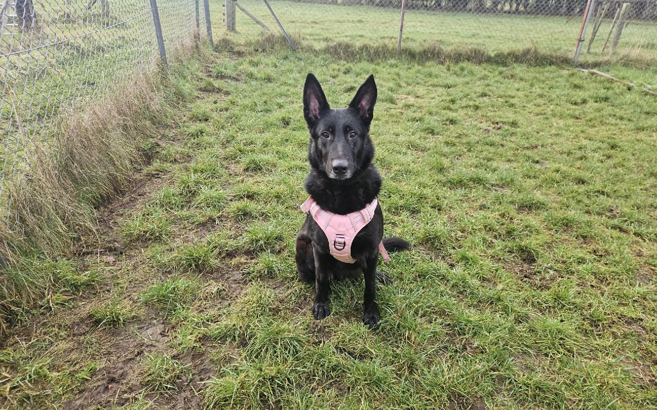 Pinkie, a 1 year old female German Shepherd available for adoption from Scottish SPCA in Edinburgh and Lothians ARRC, Scotland
