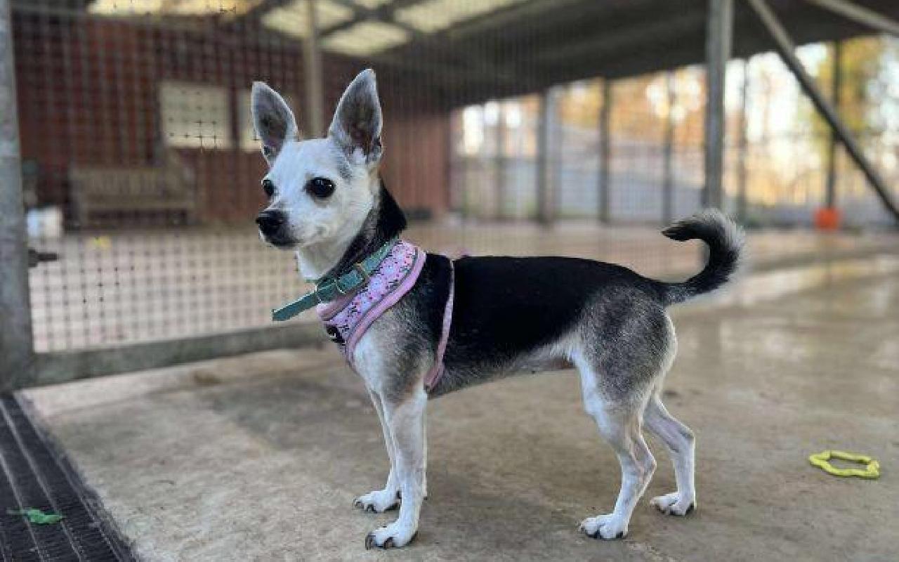 Buttercup, a 4 years old female Chihuahua available for adoption from Scottish SPCA in Lanarkshire ARRC, Scotland
