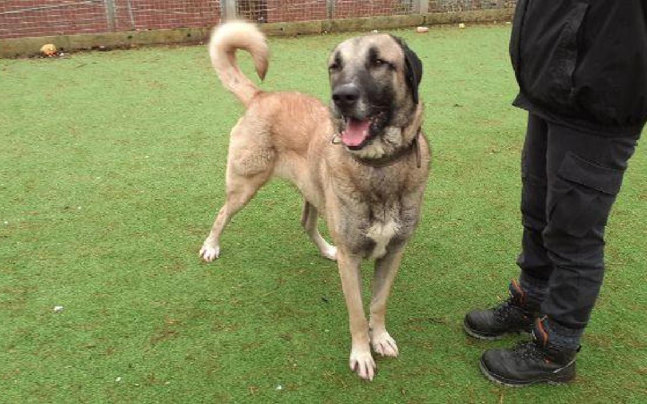 Kenzo, a 6 years old male Anatolian Shepherd Dog available for adoption from Scottish SPCA in Edinburgh and Lothians ARRC, Scotland