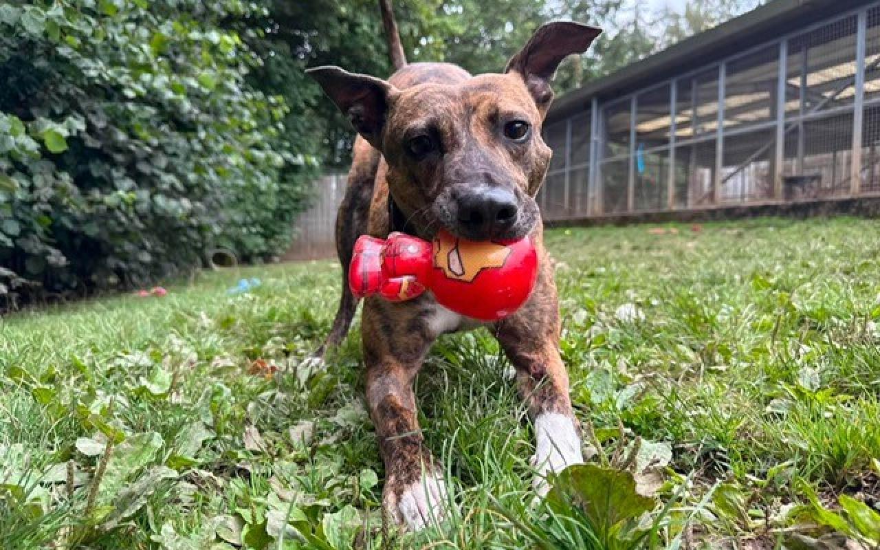 Buddy, a 4 years old male Lurcher available for adoption from Scottish SPCA in Scotland