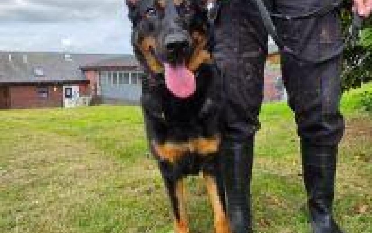 Marley, a 4 years old male German Shepherd available for adoption from Scottish SPCA in Edinburgh and Lothians ARRC, Scotland