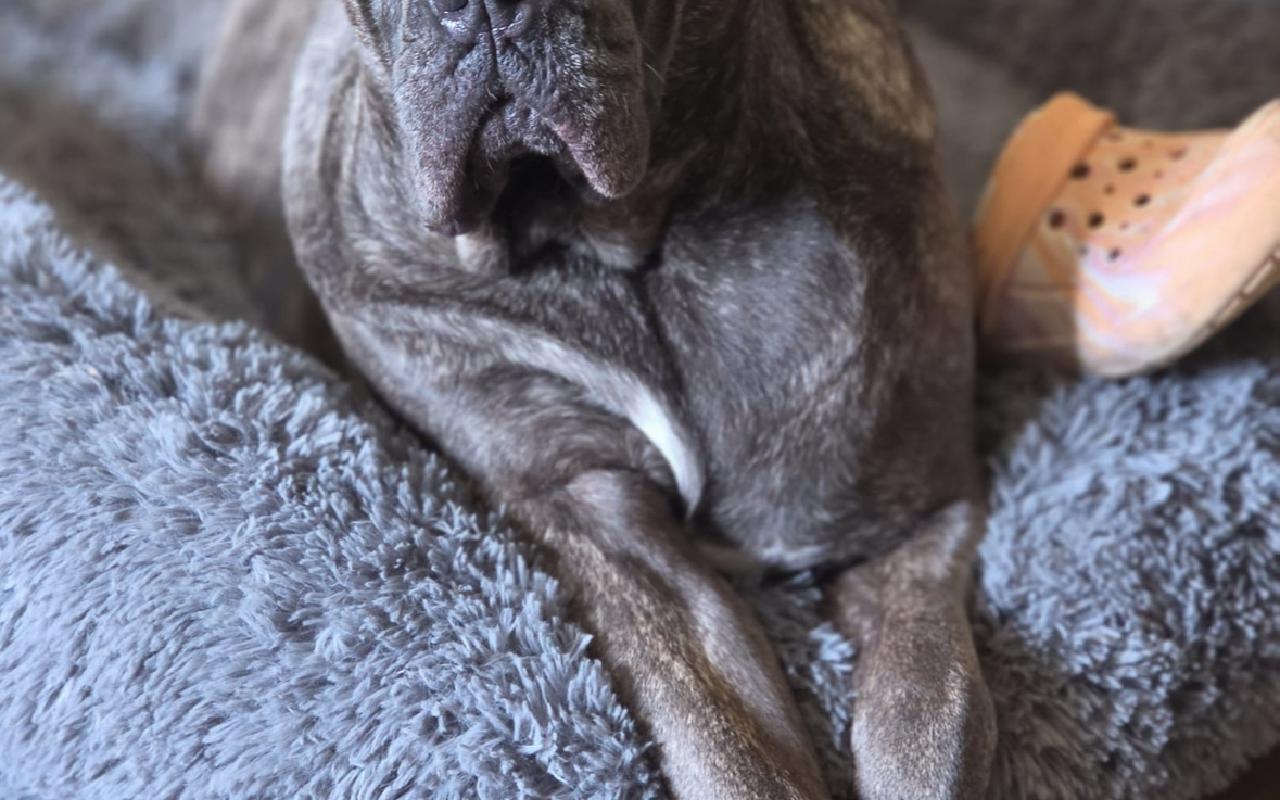 Finn, a 4 years old male Cane Corso available for adoption from Scottish SPCA in Scotland