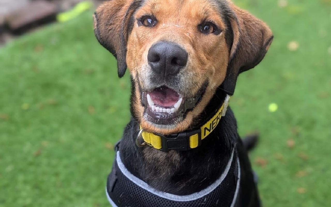 Aurora, a 1 year old female Foxhound available for adoption from Scottish SPCA in Scotland