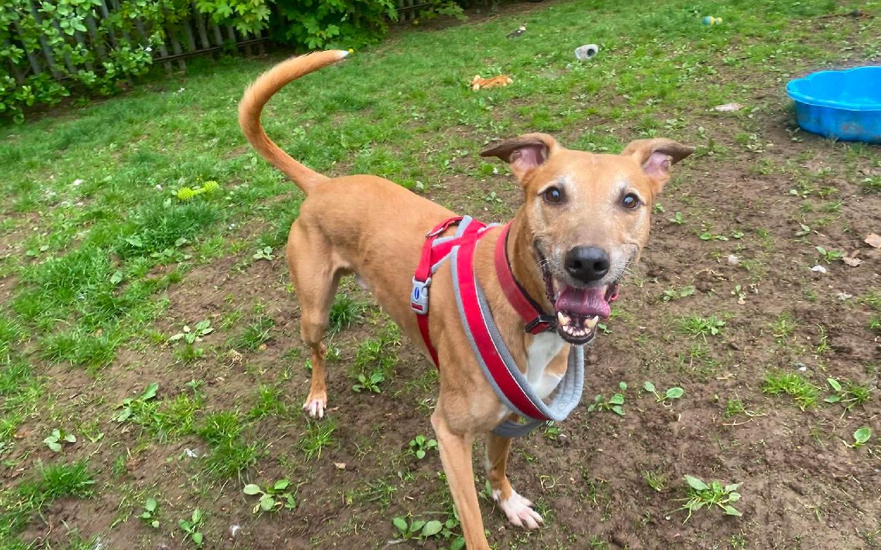 Bruce, a 7 years old male Lurcher available for adoption from Scottish SPCA in Scotland