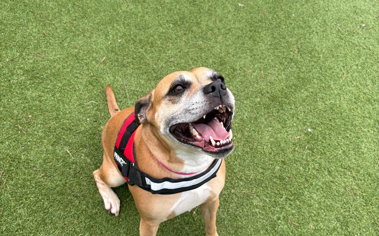 Dolly, a Unknown old female Staffordshire Bull Terrier available for adoption from Scottish SPCA in Scotland