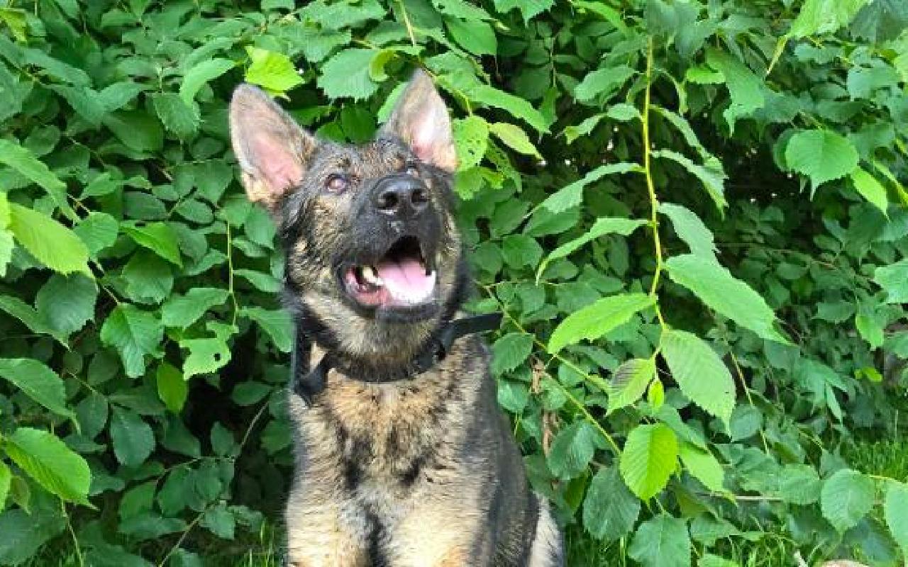 Ezekial, a 2 years old male German Shepherd available for adoption from Scottish SPCA in Lanarkshire, Scotland