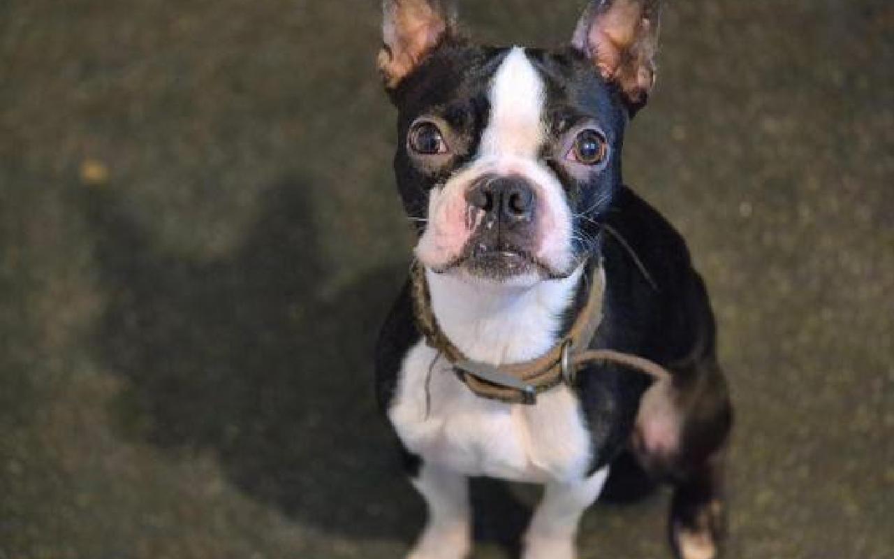 Vincent, a 4 years old male Boston Terrier available for adoption from Scottish SPCA in Highlands and Islands ARRC, Scotland