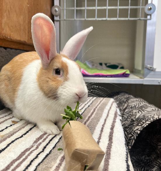 Basil
