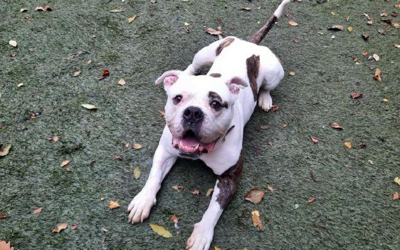 Fury, a 6 years old male Bulldog available for adoption from Scottish SPCA in Lanarkshire ARRC, Scotland