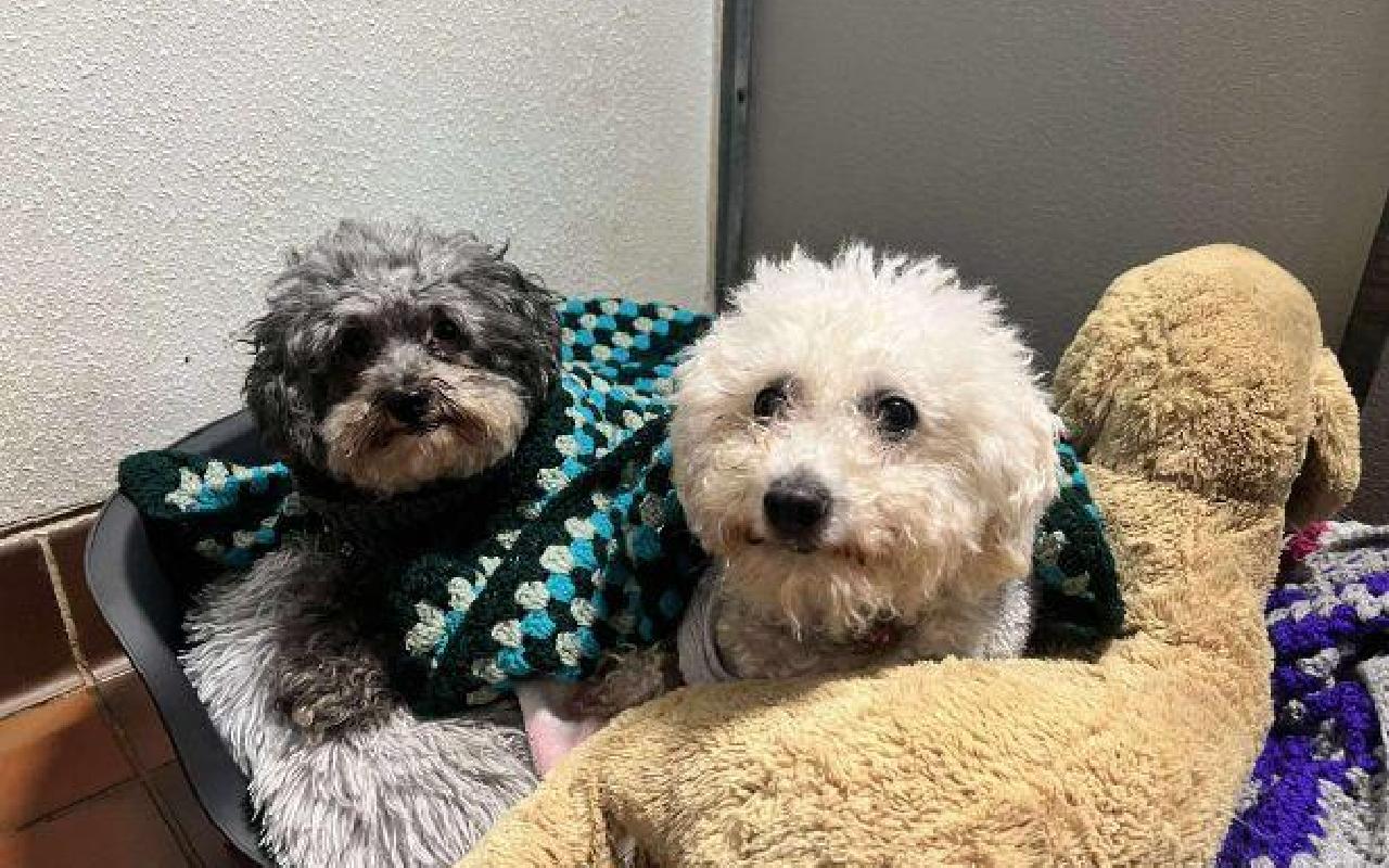 Lindy & Harper, a 9 years old female Poodle available for adoption from Scottish SPCA in Lanarkshire ARRC, Scotland